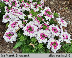 Verbena ×hybrida Lanai Twister Pink