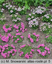 Verbena ×hybrida Lanai Twister Pink