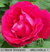 Rosa hort. Victor Verdier