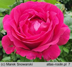 Rosa hort. Victor Verdier