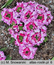 Verbena ×hybrida Lanai Twister Pink