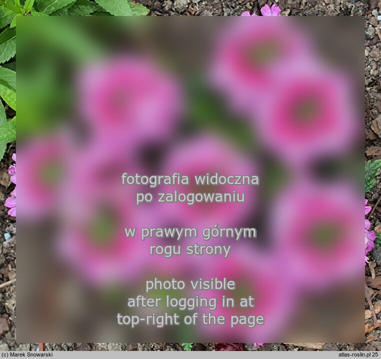 Verbena ×hybrida Lanai Twister Pink