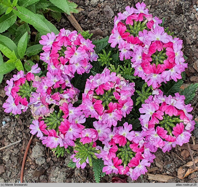 Verbena ×hybrida Lanai Twister Pink