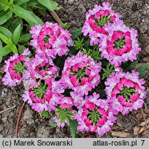 Verbena ×hybrida Lanai Twister Pink