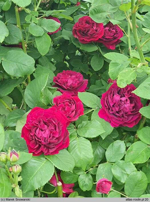 Rosa hort. Tuscany