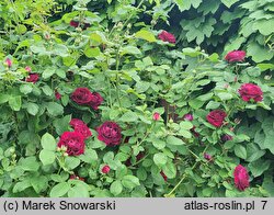 Rosa hort. Tuscany