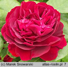 Rosa hort. Tuscany