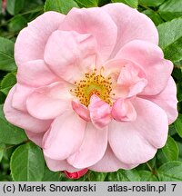 Rosa hort. Bournonville