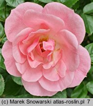 Rosa hort. Bournonville