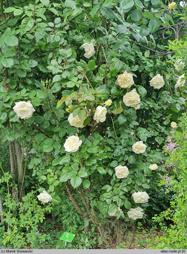 Rosa hort. White Nights