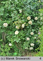 Rosa hort. White Nights