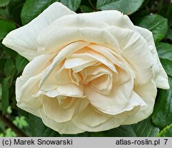 Rosa hort. White Nights