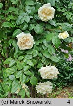 Rosa hort. White Nights