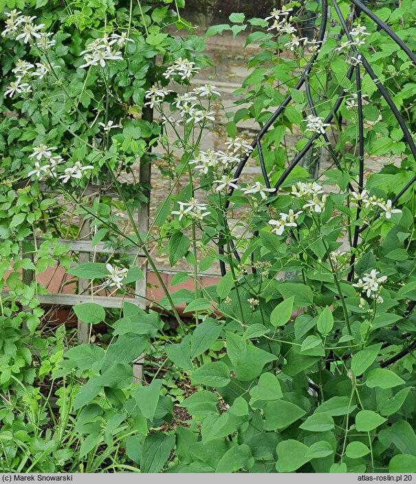 Clematis jubata (powojnik grzywiasty)