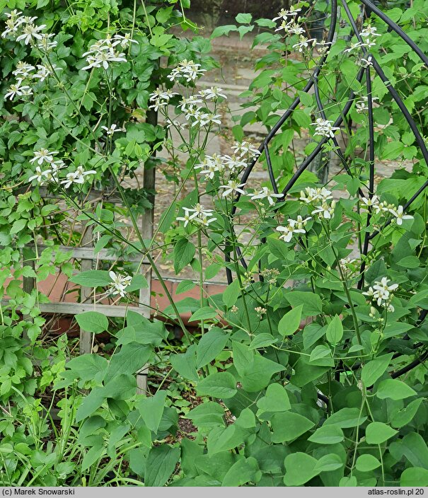 Clematis jubata (powojnik grzywiasty)