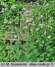 Clematis jubata (powojnik grzywiasty)