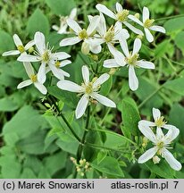 Clematis jubata (powojnik grzywiasty)