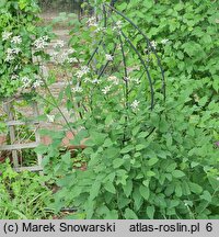 Clematis jubata (powojnik grzywiasty)