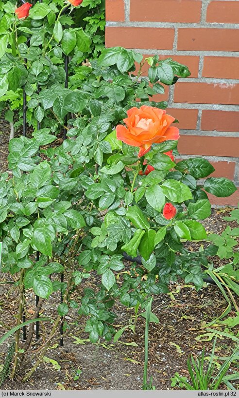 Rosa hort. Westerland
