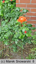 Rosa hort. Westerland