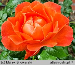 Rosa hort. Westerland