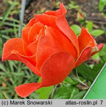 Rosa hort. Westerland