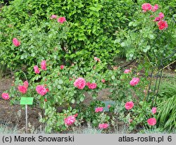 Rosa Rosarium Uetersen