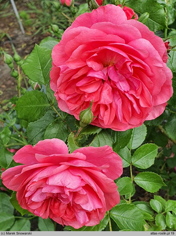 Rosa hort. Rosarium Uetersen