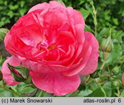 Rosa hort. Rosarium Uetersen
