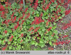 Heuchera sanguinea Ruby Bells