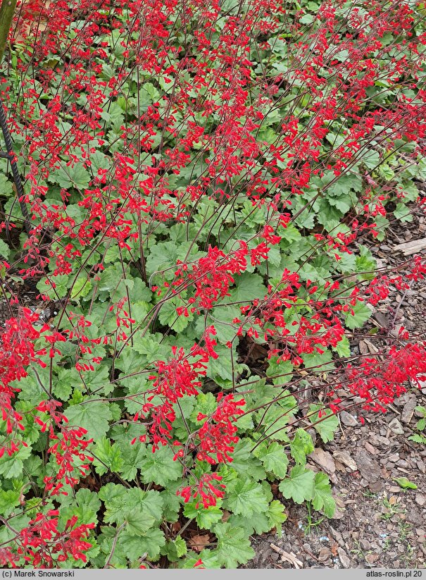 Heuchera sanguinea Ruby Bells