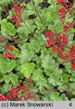 Heuchera sanguinea Ruby Bells