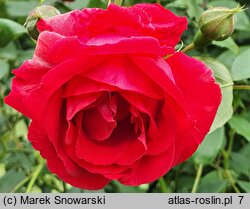 Rosa hort. Paul's Scarlet Climber