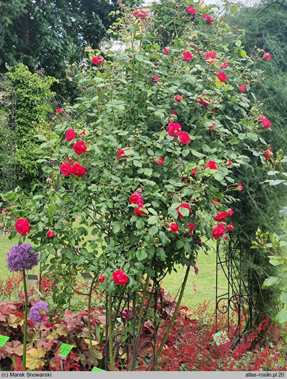 Rosa hort. Paul's Scarlet Climber