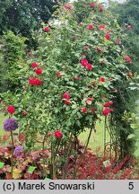 Rosa hort. Paul's Scarlet Climber