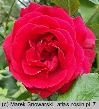 Rosa hort. Paul's Scarlet Climber