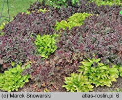 Heuchera Purple Petticoats