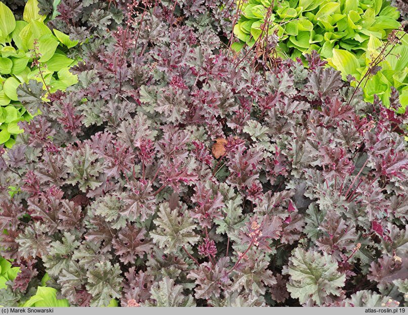 Heuchera Purple Petticoats