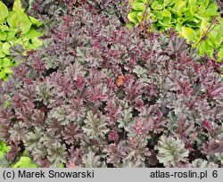 Heuchera Purple Petticoats