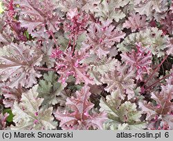 Heuchera Purple Petticoats