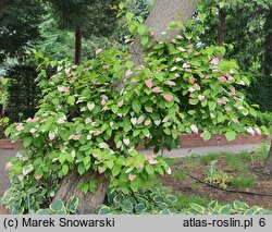 Actinidia kolomikta (aktinidia pstrolistna)