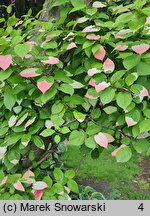 Actinidia kolomikta (aktinidia pstrolistna)