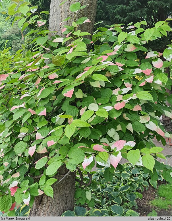 Actinidia kolomikta (aktinidia pstrolistna)