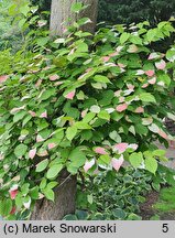 Actinidia kolomikta (aktinidia pstrolistna)