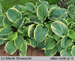 Hosta Fragrant Bouquet