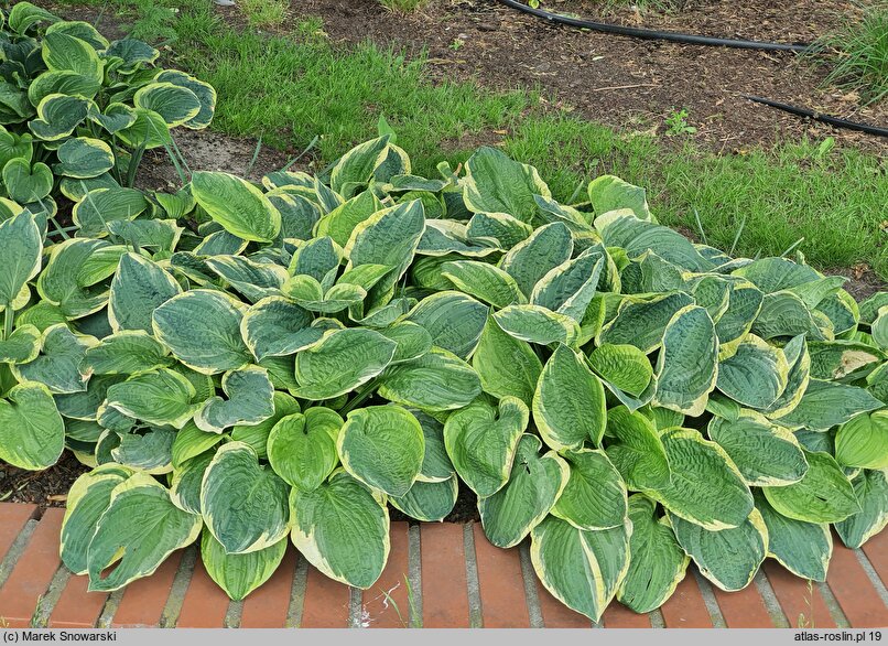 Hosta Fragrant Bouquet