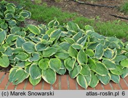 Hosta Fragrant Bouquet