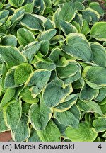 Hosta Fragrant Bouquet