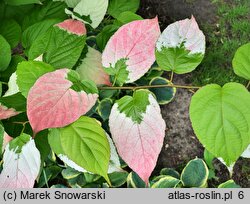 Actinidia kolomikta (aktinidia pstrolistna)