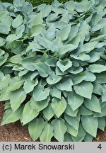 Hosta Halcyon